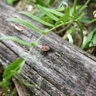 charming Bug Garden Insect