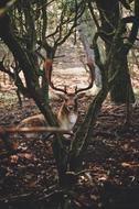 Animal Antlers