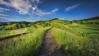 Countryside pasture landscape