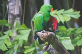 green tropical parrot sitting on a branch