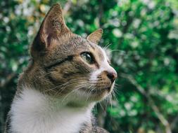 profile of a cat among nature