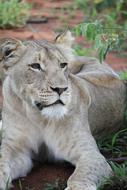 lion Big Cat Grass