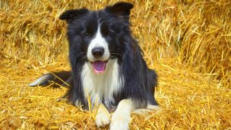 incredible Dog Border British