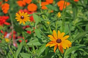 Black-Eyed Rudbeckie Flowers