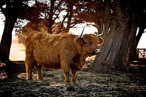 Beautiful, colorful, cute and furry cattle, among the colorful trees, in the countryside