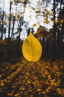 Autumn yellow Leaf in forest