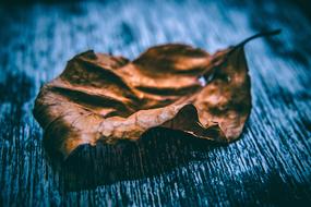 Art Autumn Leaf