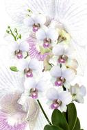orchid phalaenopsis exotic