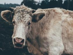 beige cow on the farm, close-up