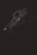 photo of a black dog on the wallpaper