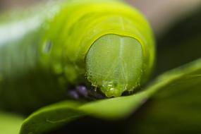 incredible Bug Canon Caterpillar