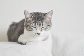 white-gray kitten is resting on a white sofa
