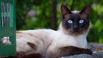 Cat Siamese Breed Pet Portrait