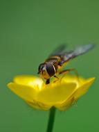 wonderful Hoverfly Insect