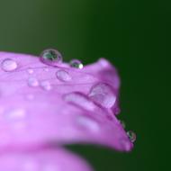 Flower Drop Water