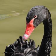 head of Black Swan with red beak close up