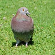 grey pigeon stands on green lawn