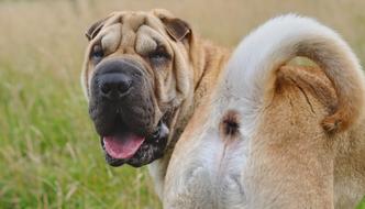 photo of sharpei dog