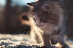 splendid Tomcat Animal