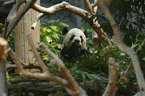 Panda Bear among greenery in zoo