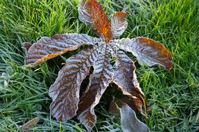 Frosty Chestnut