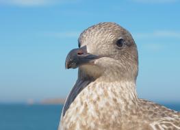 incredibly cute Juvenile Gull Bird