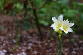 Flower Nature Spring