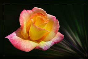 pink floribunda rose bloom in garden