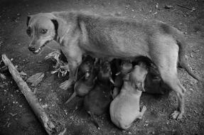 Mother Dog