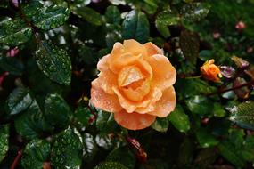 Orange Colored Rose flower
