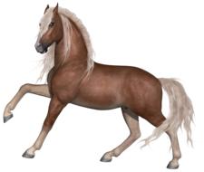 stallion drawing