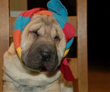 gorgeous Dog Sharpei Scarf