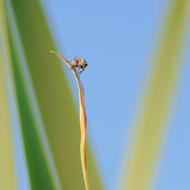 Fly on dry grass blade