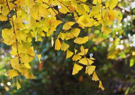 Yellow Leaves Gingko Tree