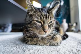 Relaxed Cat on floor