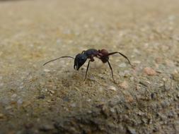 Detail photo of Ant Insect