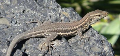 incredible Animal Lizard Reptile