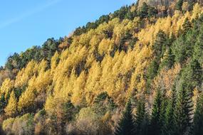 Forest Autumn Landscape