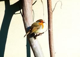 enchanting Red Robin