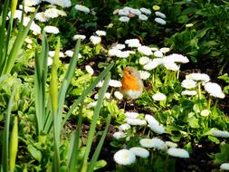 red robin on white daisies