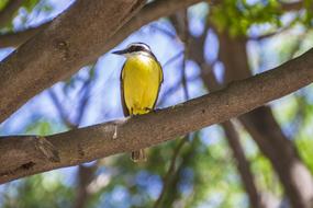 Great kiskadee perched on a branch