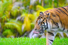 tiger on the background of palm forest