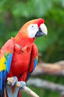 red parrot macaw close up on blurred background