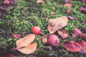 Autumn Apple Fruit