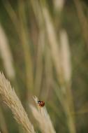 ladybug on wheat