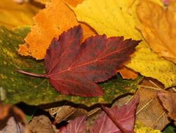 Leaves Fall Autumn