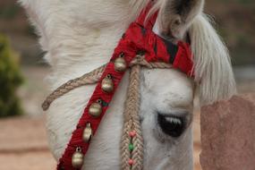 Profile portrait of the cute horse