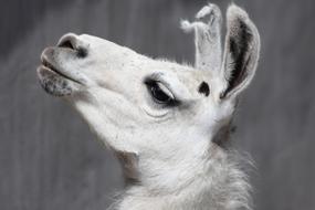 gorgeous Lama Glama Animal