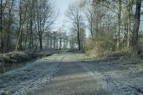 Path Forest Trees