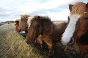 Horses Iceland Nature